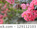 Crape myrtle flower 129112103