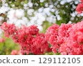 Crape myrtle flower 129112105