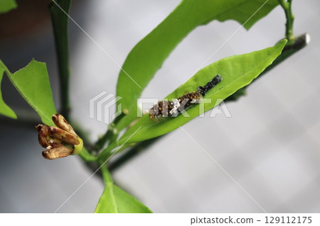 Swallowtail butterfly larvae molting 129112175