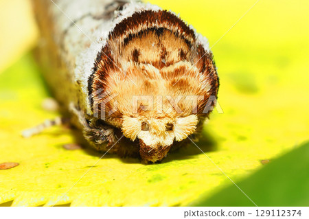 Shachihoko (front face) 129112374
