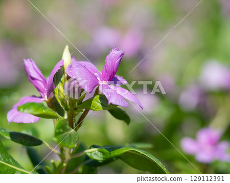 Double Madagascar periwinkle in a summer flowerbed 129112391