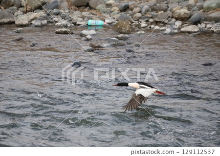 Common Merganser flapping its wings over the water 129112537
