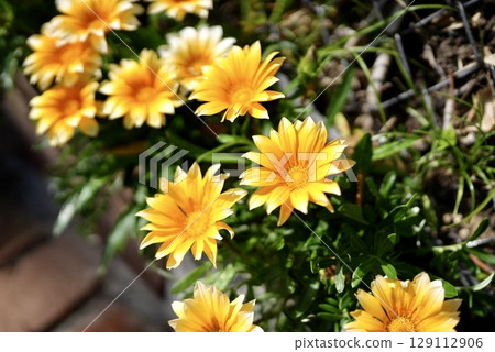 Beautiful blooming yellow flowers 129112906