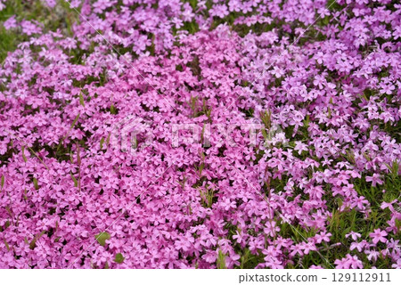 Beautifully blooming moss phlox Beautifully blooming moss phlox 129112911