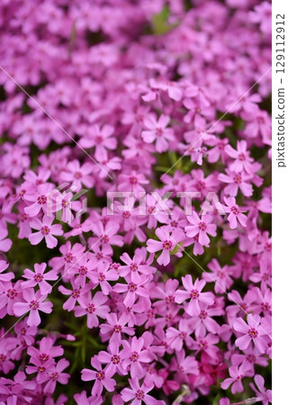 Beautifully blooming moss phlox Beautifully blooming moss phlox 129112912