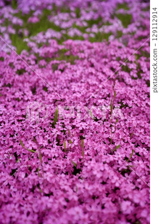 Beautifully blooming moss phlox Beautifully blooming moss phlox 129112914