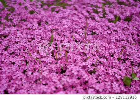 Beautifully blooming moss phlox Beautifully blooming moss phlox 129112916