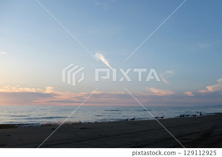 Seagulls gathering on the beach at dusk_02 129112925