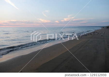 黃昏時分,海鷗聚集在海灘上_07 黃昏時分,海鷗聚集在海灘上_07 129112930