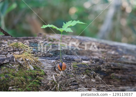 Acorn saplings sprouting on fallen trees and the beginning of new life Acorn saplings sprouting on fallen trees and the beginning of new life 129113037