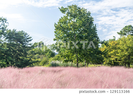 Blue sky, green trees and reddish-purple Muhlenbergia capillaris Blue sky, green trees and reddish-purple Muhlenbergia capillaris 129113166