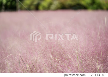 Muhlenbergia capillaris in reddish purple 129113180
