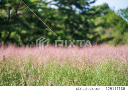 Blue sky, green trees and reddish-purple Muhlenbergia capillaris 129113186