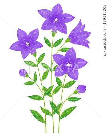 水彩風格風鈴草花 水彩風格風鈴草花 129113205