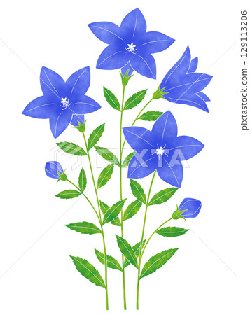 Watercolor style bellflower flower Watercolor style bellflower flower 129113206
