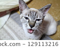 A cat staring at you 129113216