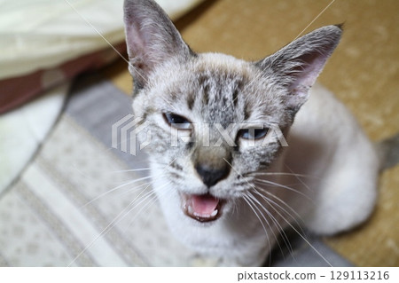 A cat staring at you 129113216