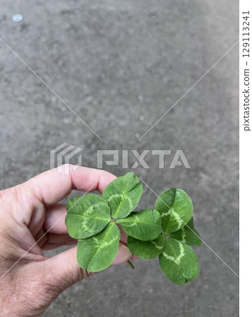 Woman's hand holding a four-leaf clover Woman's hand holding a four-leaf clover 129113241