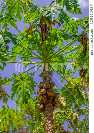 papaya papaya 129113427