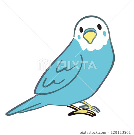 Hand-drawn illustration of parakeet 129113501
