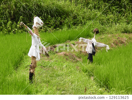 Scarecrow of rice field 129113625