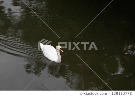 Great egret looking for food in the river Great egret looking for food in the river 129113778