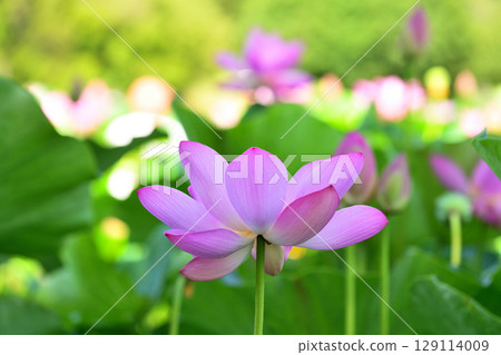 Pale pink lotus flowers blooming in a green lotus pond 129114009