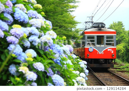 穿過繡球花群落的舊山間鐵路 129114284