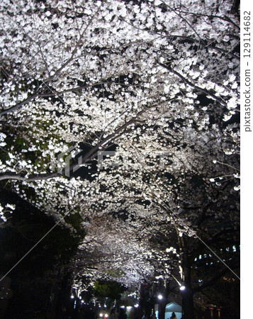 阿克山櫻花街，夜櫻 129114682