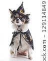 A small Chihuahua dog dressed up as a witch with white background 129114849