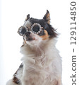 A small Chihuahua dog with glasses with white background 129114850