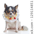 A small Chihuaha dog with a collar with white background 129114851