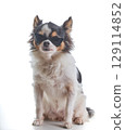 A Chihuahua with glasses and a white background 129114852