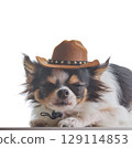 A little Chihuahua dog wearing a hat with white background 129114853