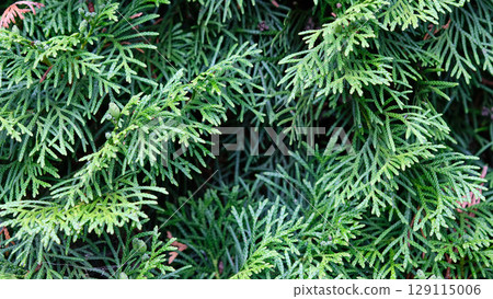 Close-up view of lush green foliage showcasing intricate details of evergreen plants in a garden setting during daylight 129115006