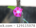 One morning glory 129115078
