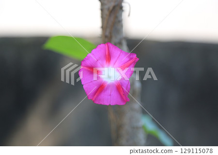 牽牛花 牽牛花 129115078
