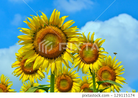 Sunflower flowers Sunflower flowers 129115174