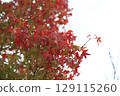 Colored leaves with dyes 129115260