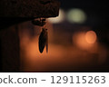 Cicadas that molted at night and their shells 129115263