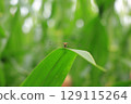 Dragonflies in early autumn signal the arrival of autumn 129115264