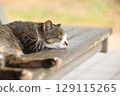 A cat napping on a park bench 129115265