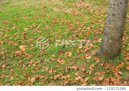 Fallen leaves in the park 129115266