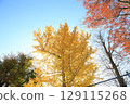 A ginkgo tree with its autumn leaves shining brightly in the clear autumn sky 129115268