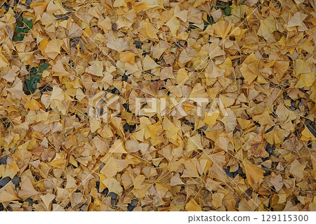 Fallen ginkgo leaves / Yellow leaves of ginkgo trees in late autumn Fallen ginkgo leaves / Yellow leaves of ginkgo trees in late autumn 129115300
