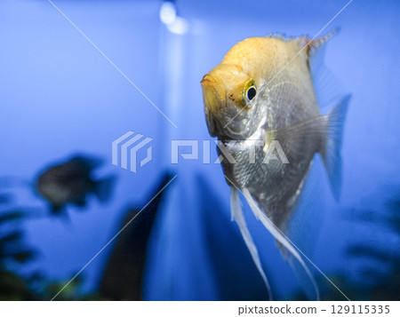Angelfish Angelfish 129115335