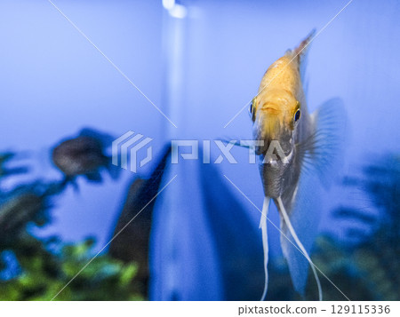 Angelfish Angelfish 129115336