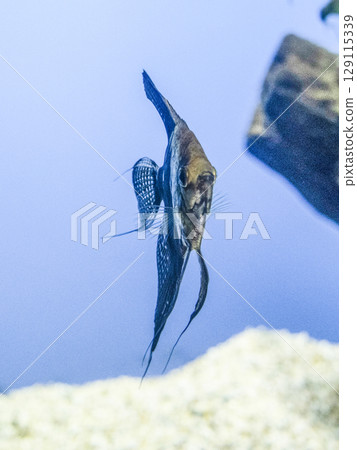Angelfish Angelfish 129115339