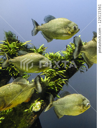 Piranha · Nutley Piranha · Nutley 129115361