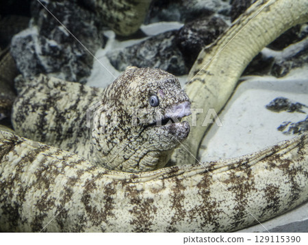 夏威夷海鰻 129115390